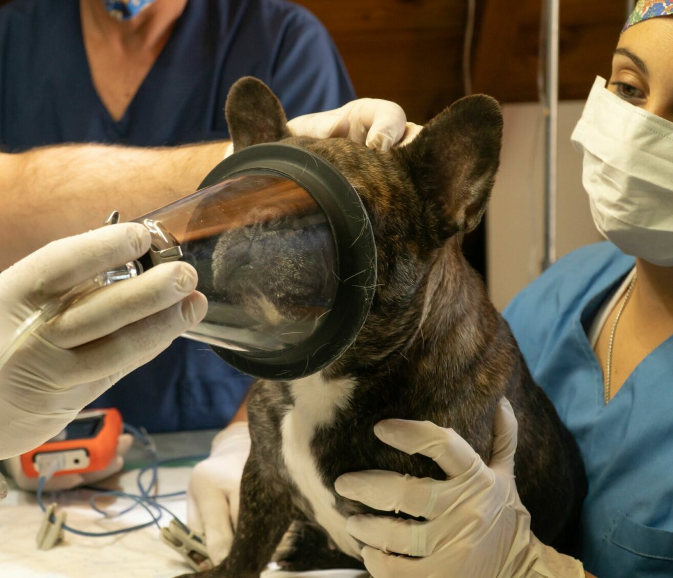 Anesthésie chien - Vétérinaire